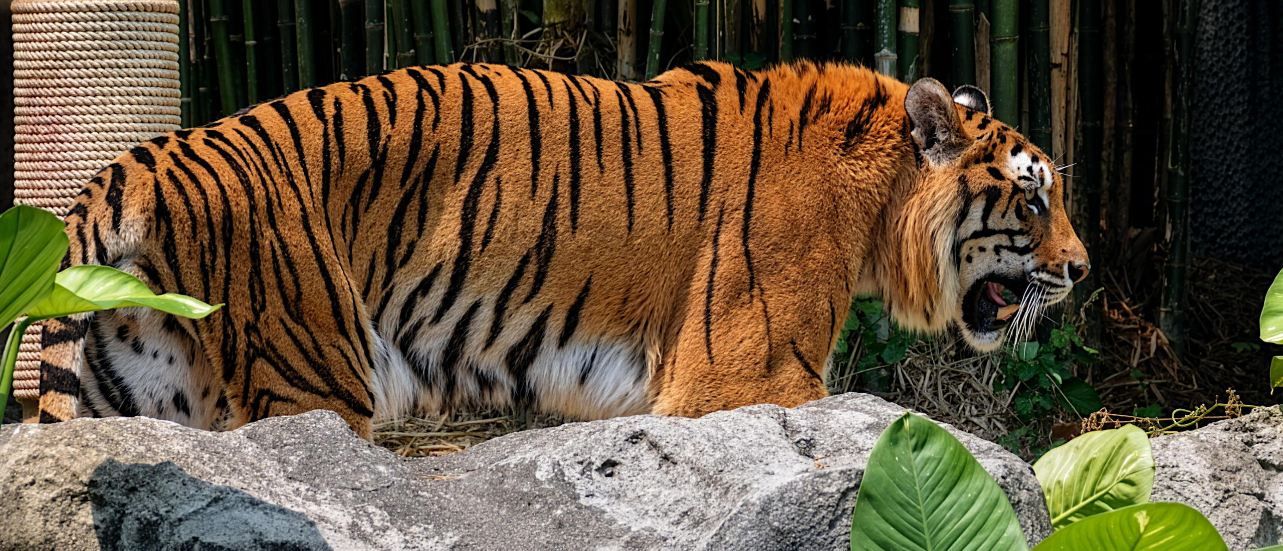 Chiang Mai Zoo