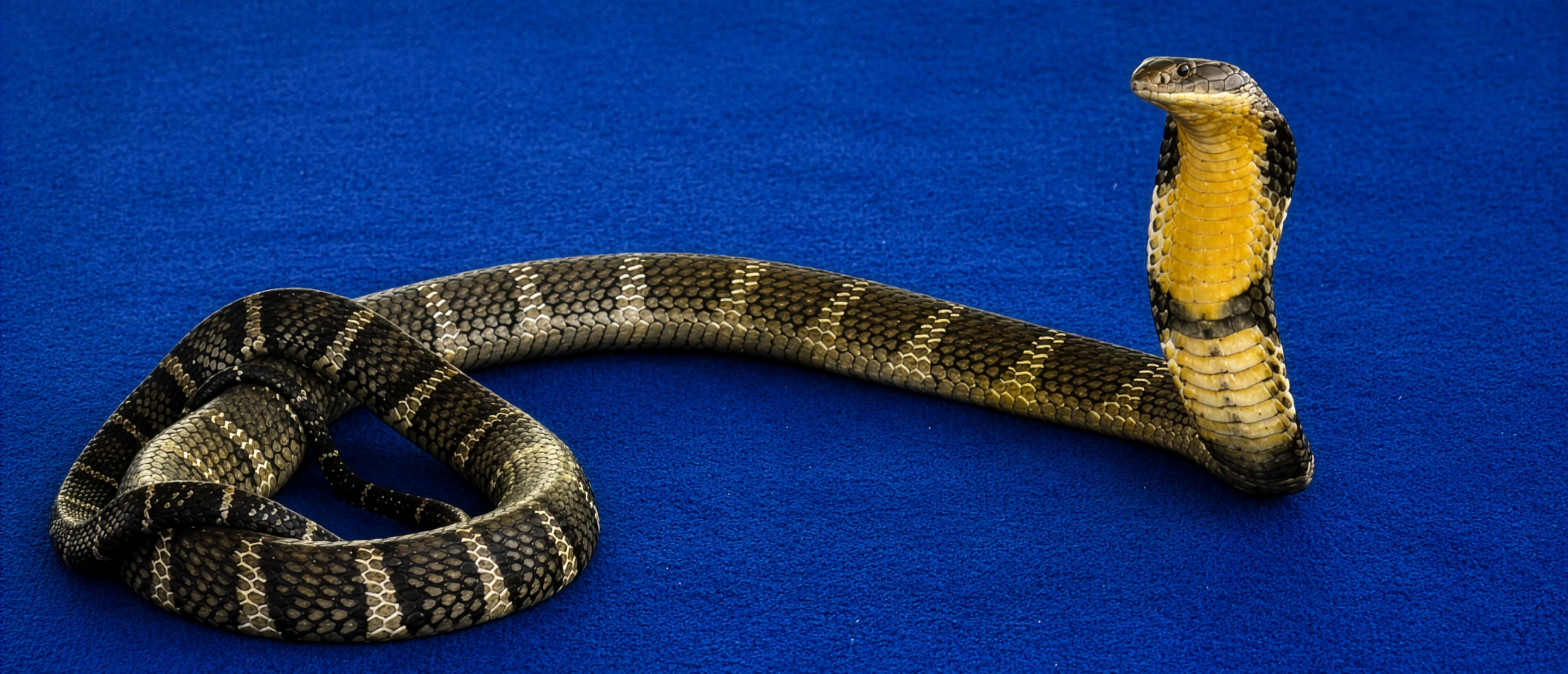 King Cobra Show Chiang Mai