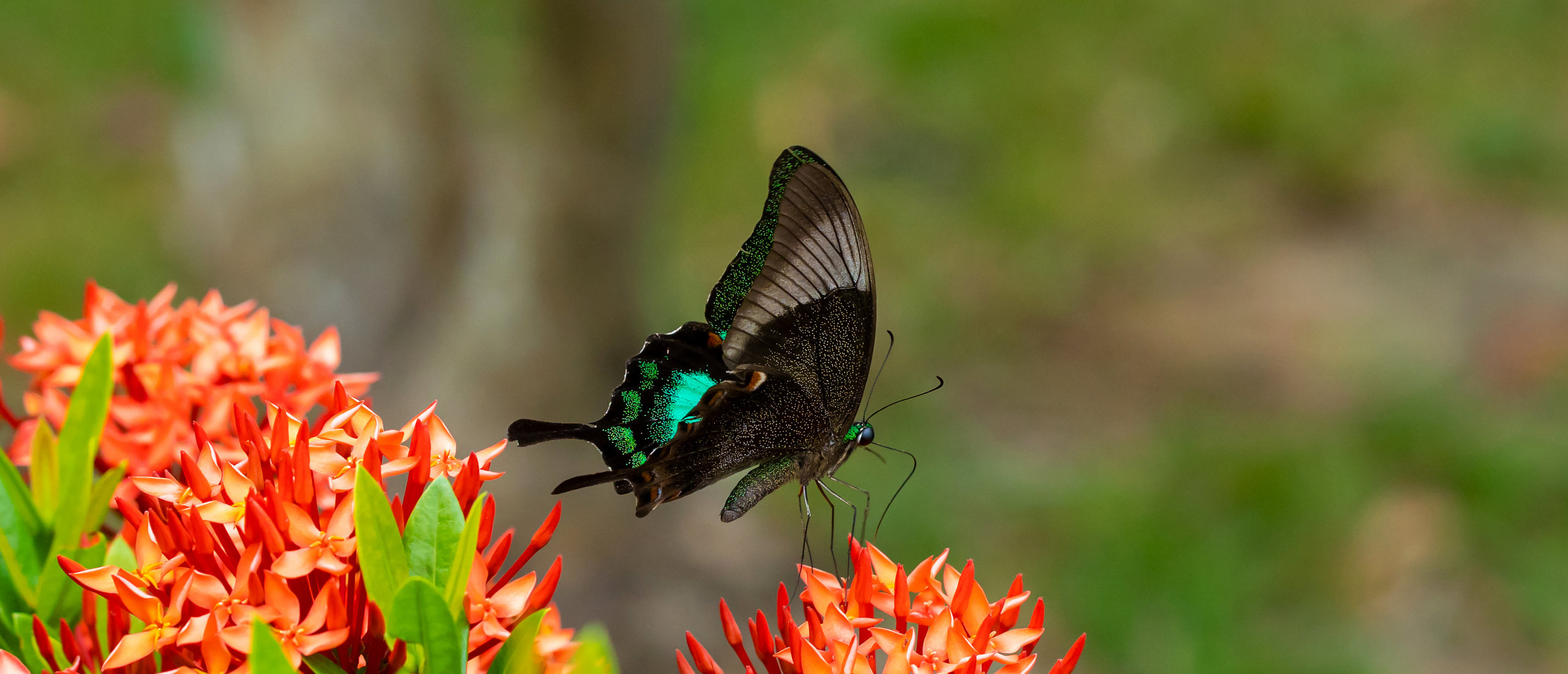 Siam Insect Zoo