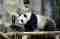 Chiang Mai Zoo panda