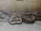 King Cobra Show snake pit