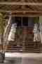 Rai Mae Fah Luang elephant stairs