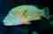 Sea Life Bangkok Ocean World Groper fish