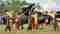 Surin Elephant Round-up Surin Elephant Round-up
