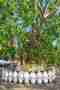 Wat Doi Saket Gardian Diety under tree
